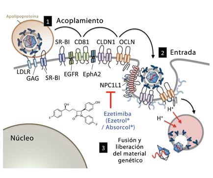 Imagen: Mecanismo de infección del VHC y actividad de ezetimiba 